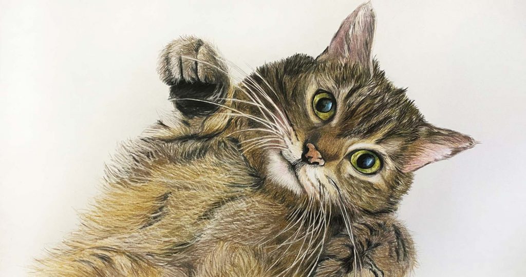 Portraitzeichnung vom Foto - slider - Farbstiftzeichnung vom der Katze