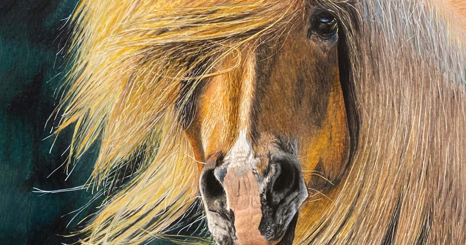 Portraitzeichnung vom Foto - slider - Farbstiftzeichnung vom Pferd