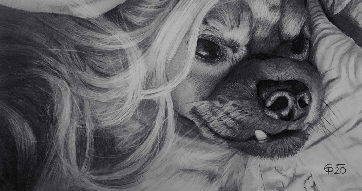Tierportrait Zeichnungen - Bleistiftzeichnung vom Hund -CreatEVE - Portraitzeichnungen vom Foto