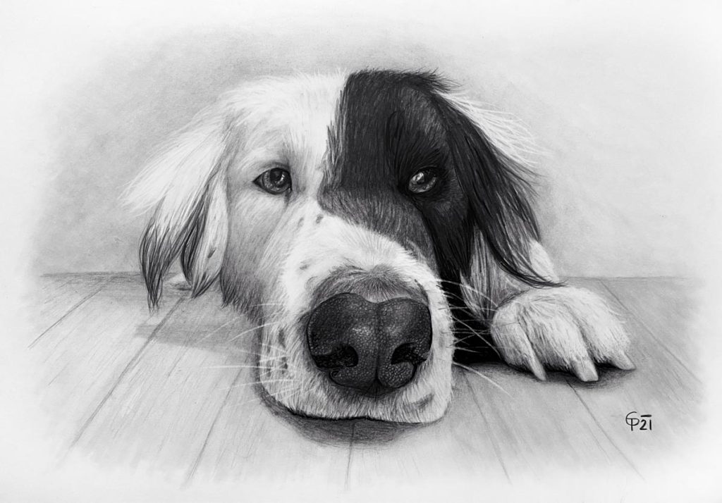 Tierportrait Zeichnungen - Bleistiftzeichnung vom Hund -CreatEVE - Portraitzeichnungen vom Foto