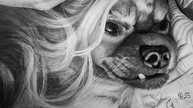 Portraitzeichnung vom Foto - slider - Bleistiftzeichnung vom Hund - Familienportrait zeichnen lassen